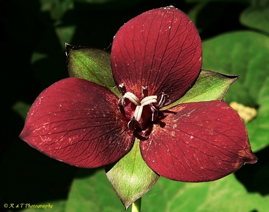 {Trillium sulcatum}